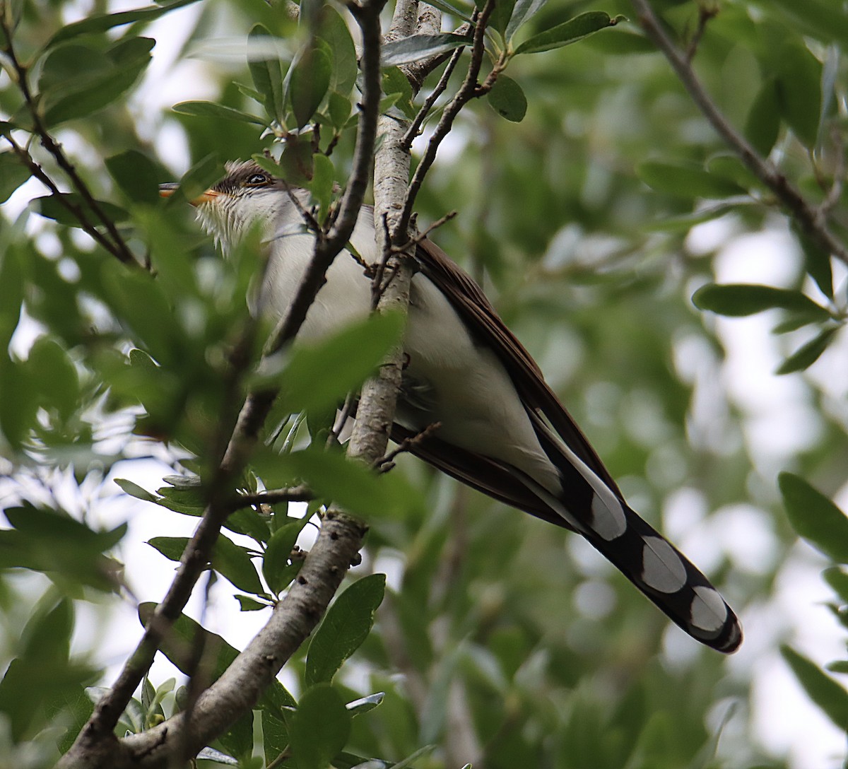 Yellow-billed Cuckoo - ML654521559