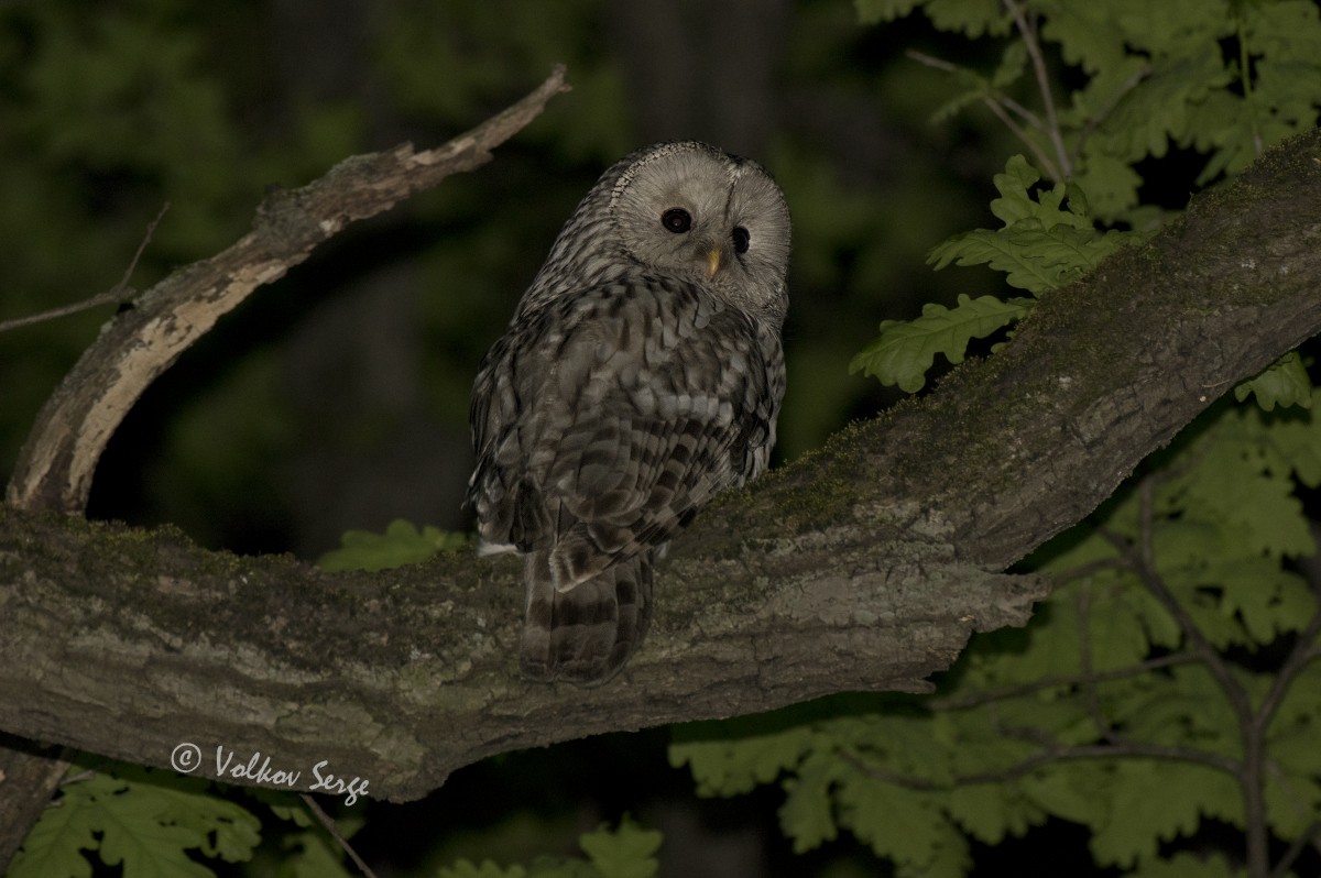 Habichtskauz - ML654522009