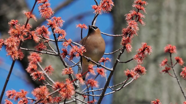 Cedar Waxwing - ML654522418