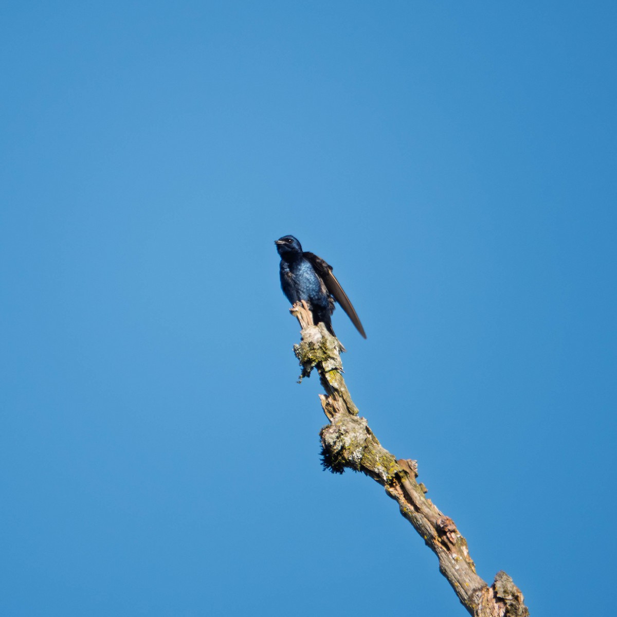 Purple Martin - ML654522887