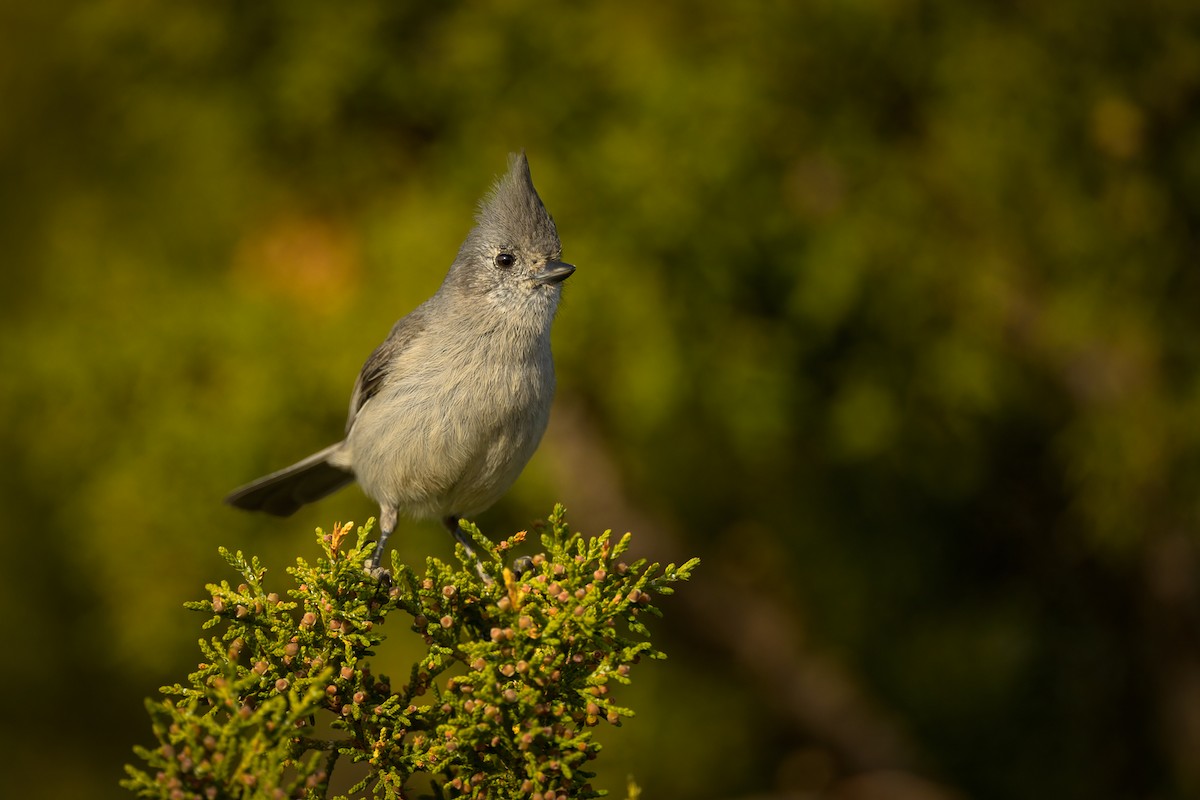 Juniper Titmouse - ML654526039