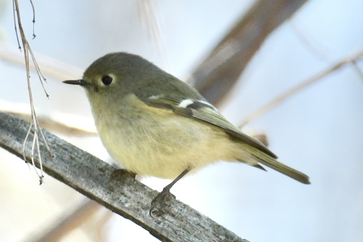 rubinfuglekonge - ML654526142