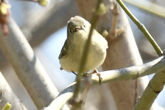 rubinfuglekonge - ML654526143