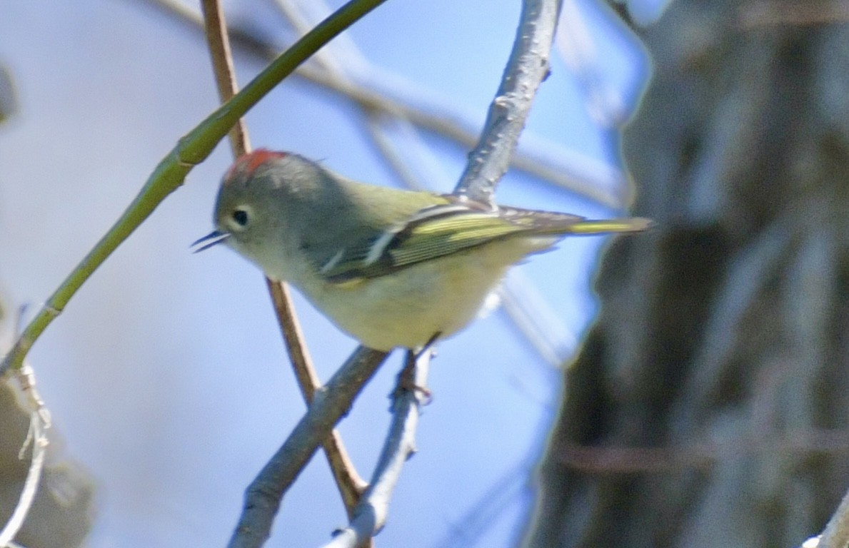 rubinfuglekonge - ML654526144