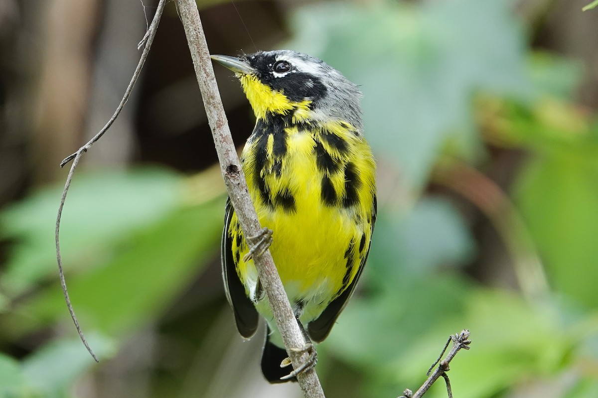 Magnolia Warbler - ML654526157