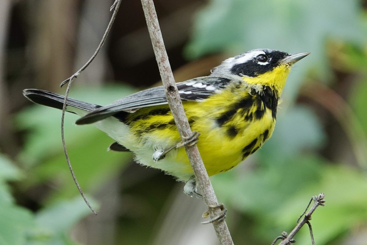 Magnolia Warbler - ML654526158