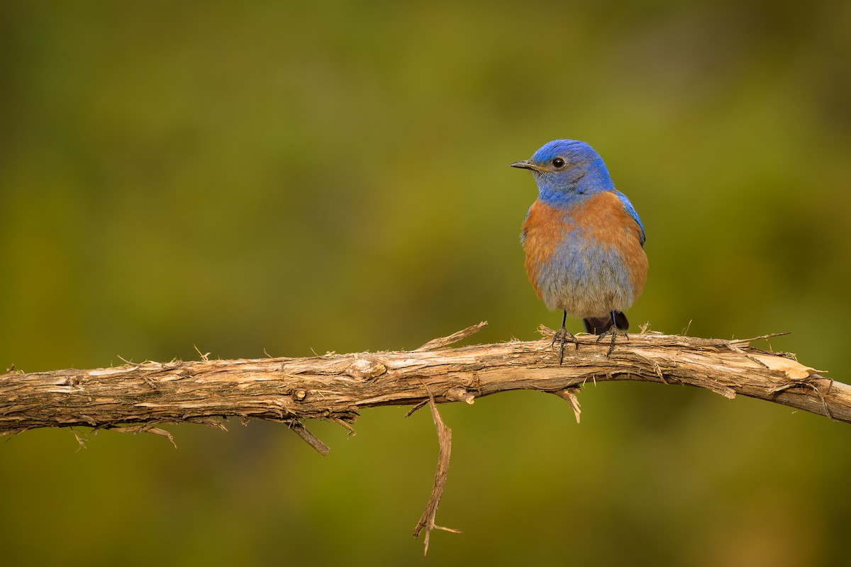 Western Bluebird - ML654526337