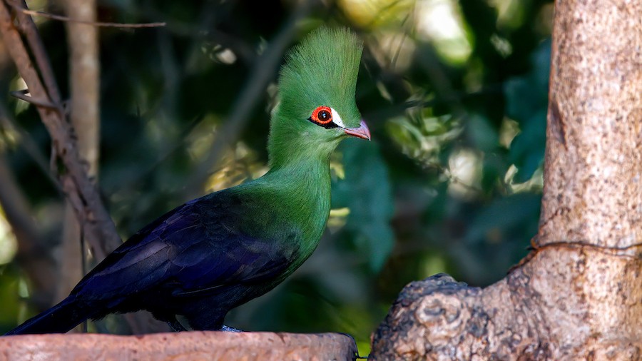 Guinea Turaco (Buffon's) - eBird
