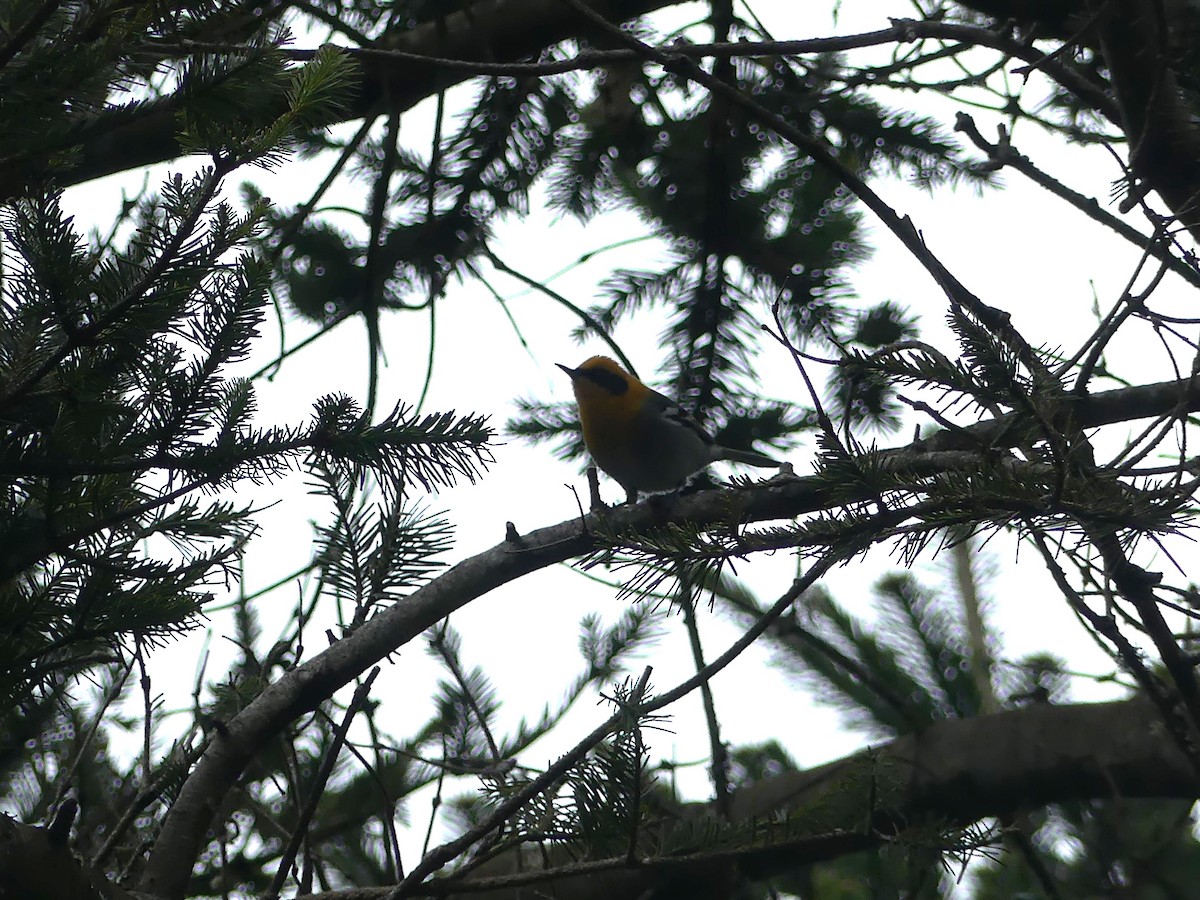 Olive Warbler - ML654527016