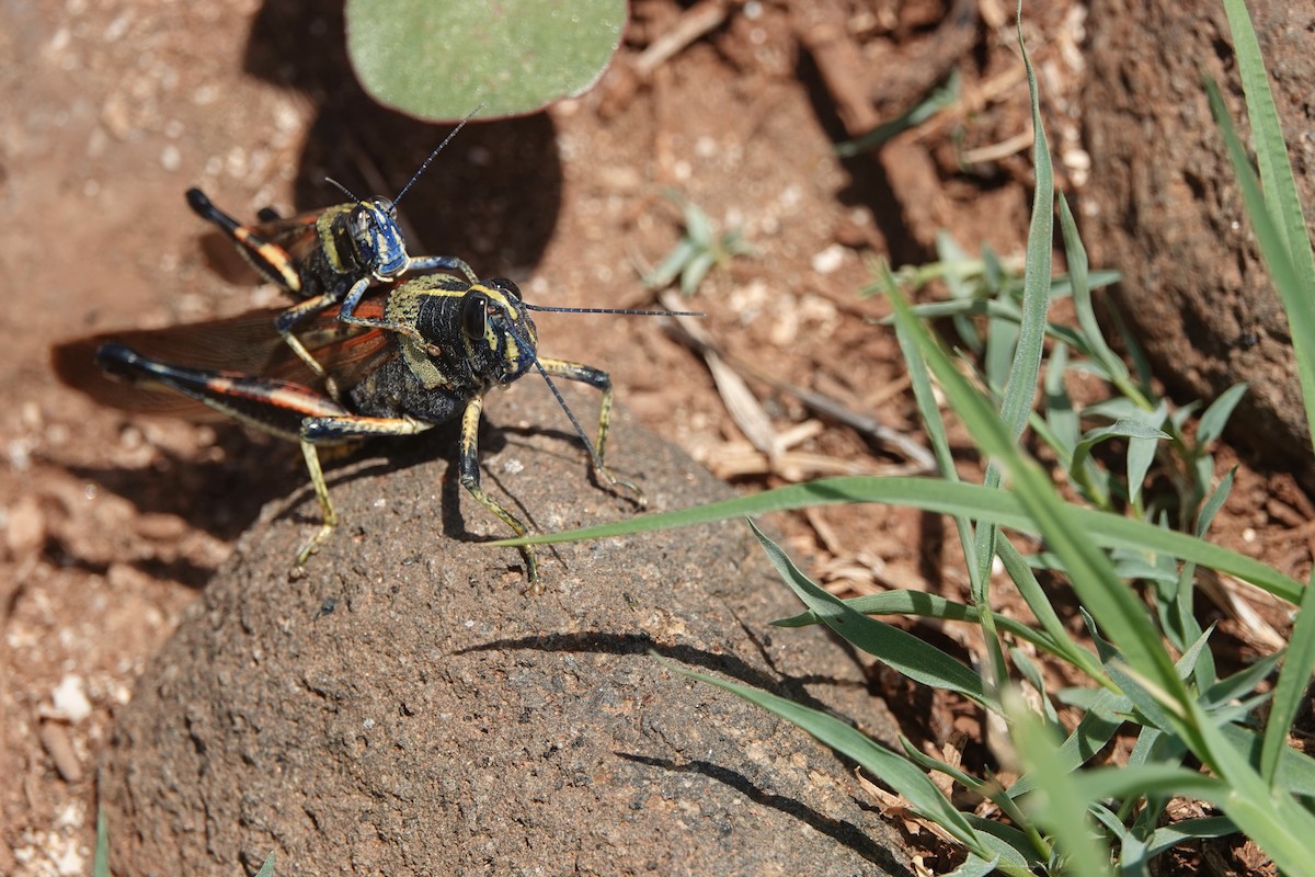 בעלי חיים - ML654528822