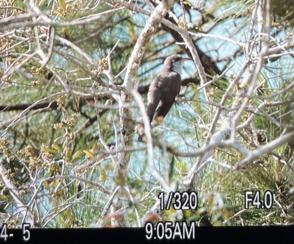 Yellow-billed Cuckoo - ML654529384