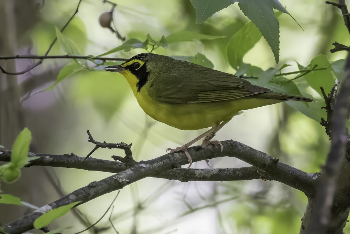 kentuckyparula - ML654531113
