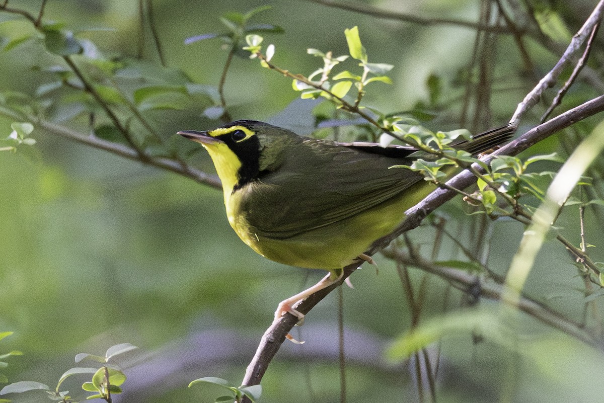 kentuckyparula - ML654531121