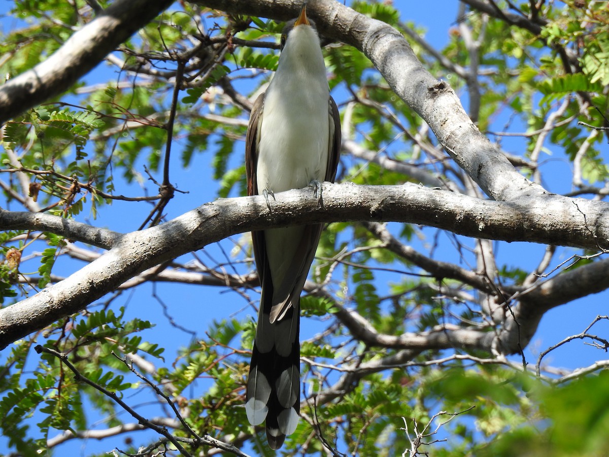 Yellow-billed Cuckoo - ML654531233