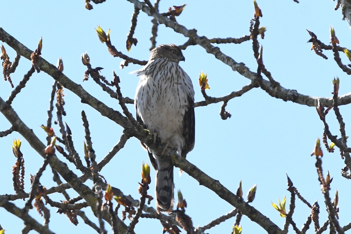 Cooper's Hawk - ML654531447