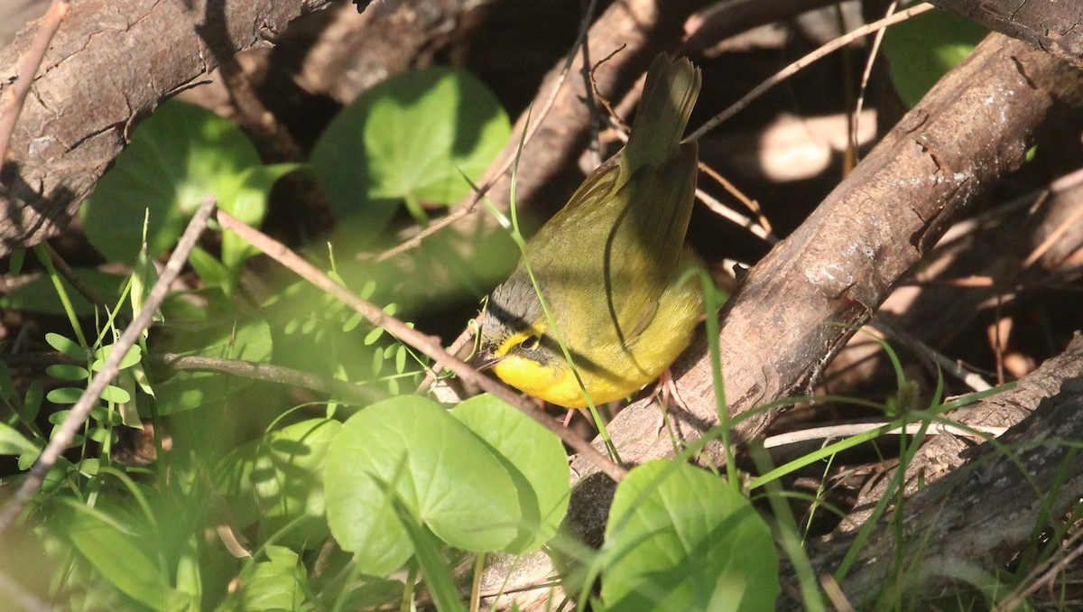 kentuckyparula - ML654531592