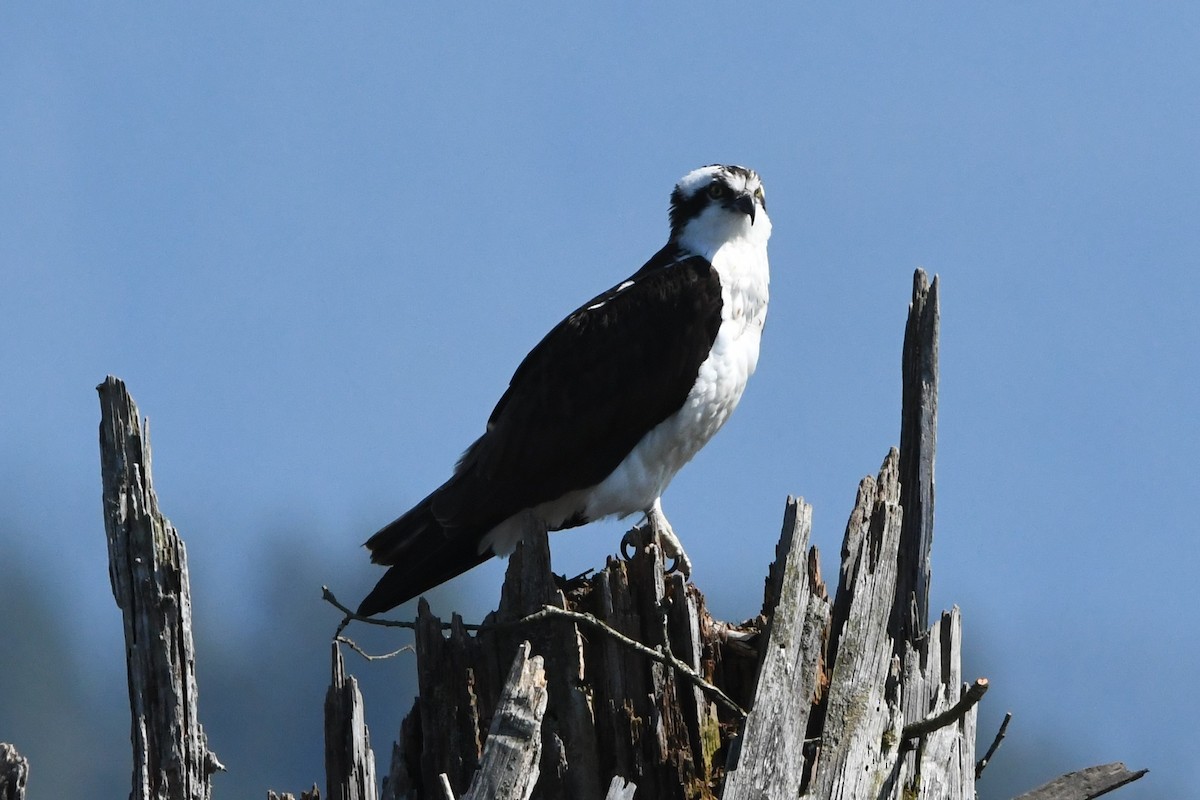 Osprey - ML654531771