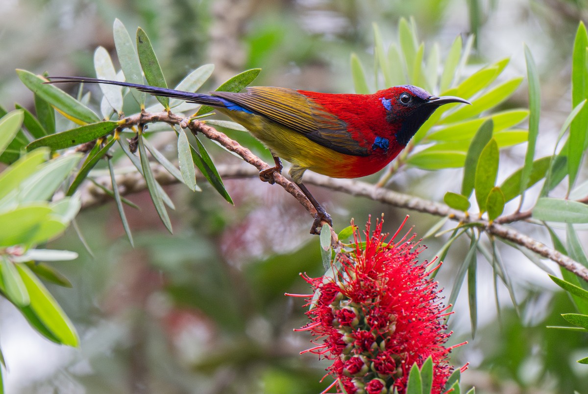 Suimanga de Gould (dabryii) - ML654532029