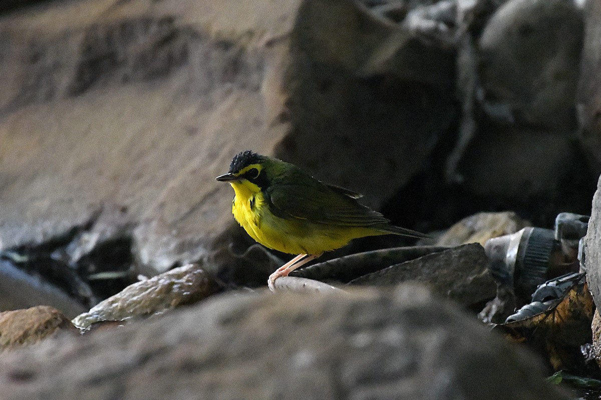 kentuckyparula - ML654532437