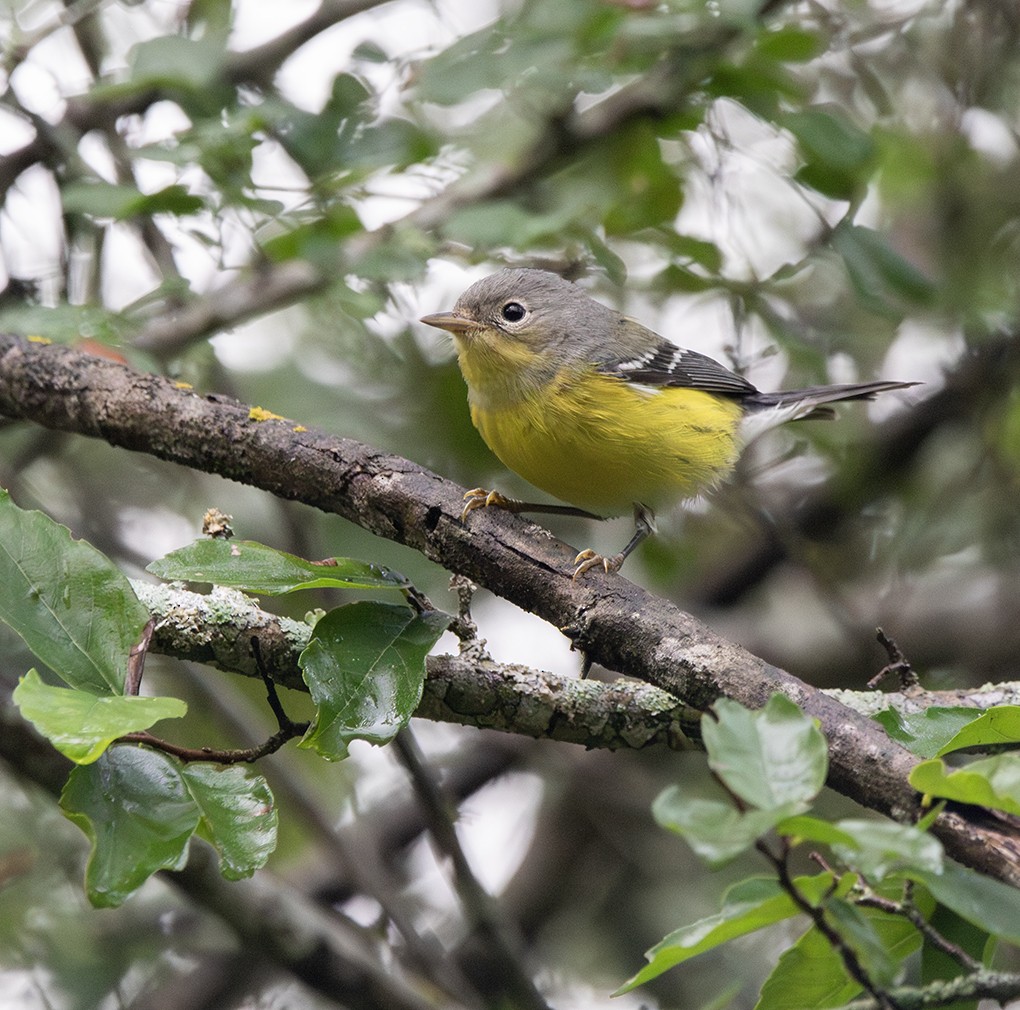Magnolia Warbler - ML654534217