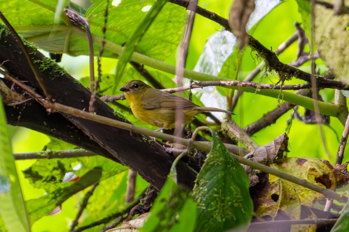 Choco Warbler - ML654535335