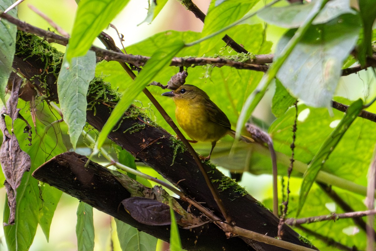 Choco Warbler - ML654535336