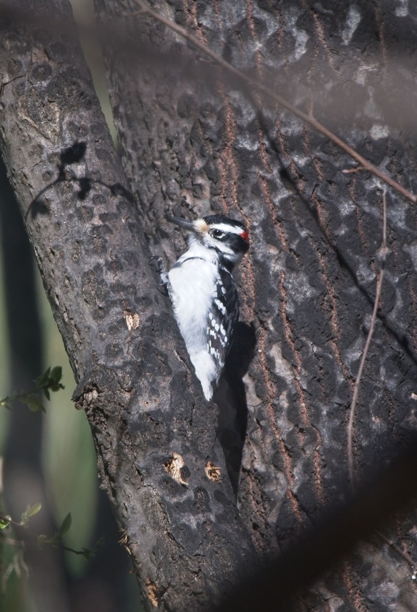 Hairy Woodpecker - Leuconotopicus villosus - Media Search - Macaulay ...