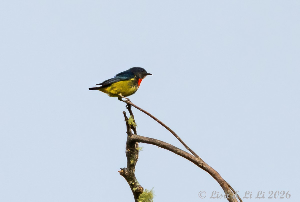 Fire-throated Flowerpecker - ML654537064