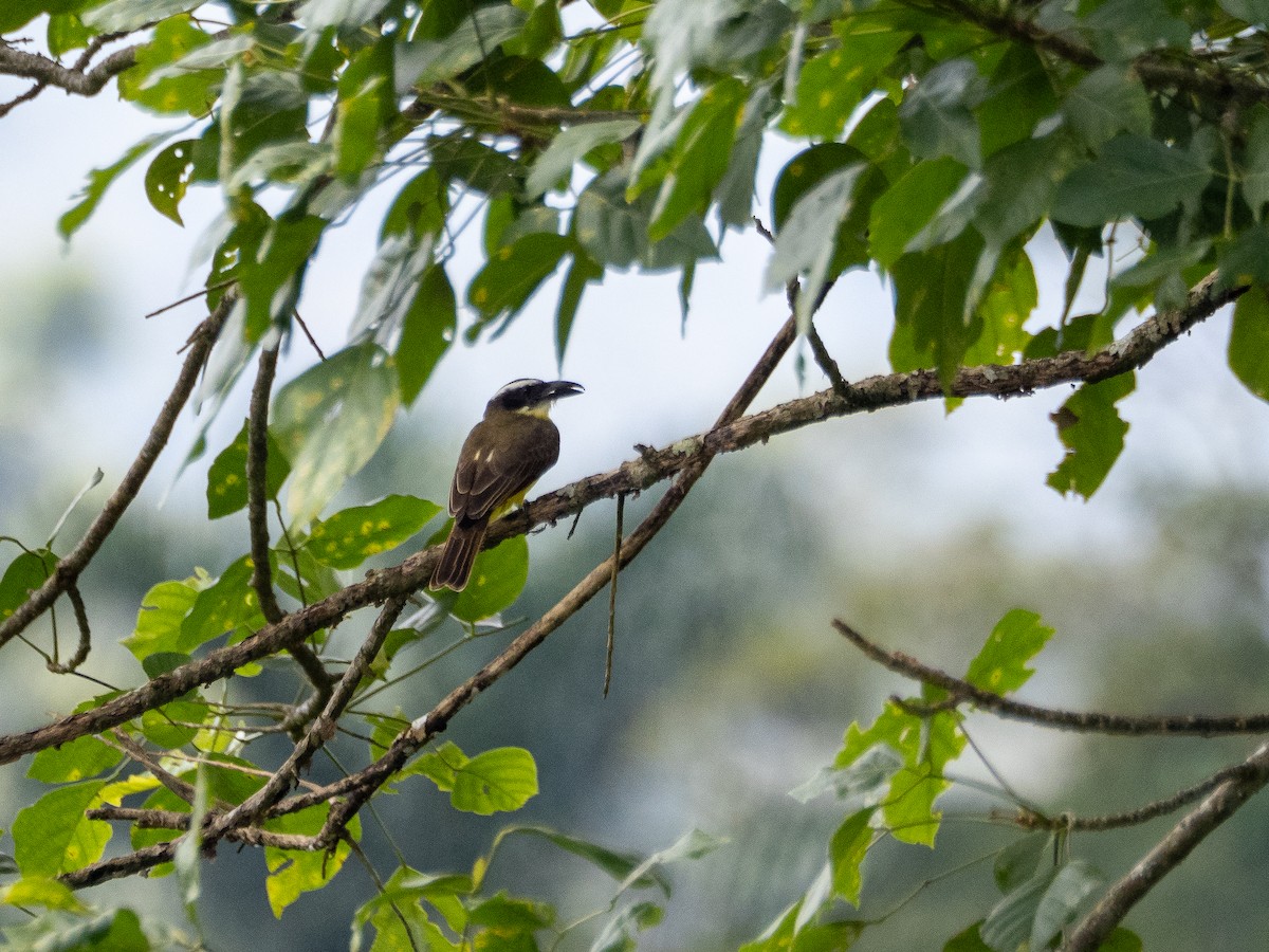 eBird Checklist - 19 Mar 2026 - Paradero Doña Susi, Osayacu - 7 species