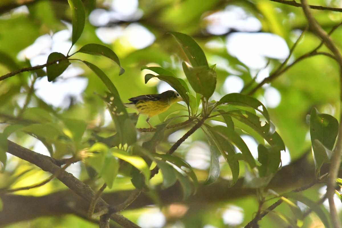 Magnolia Warbler - ML654538341