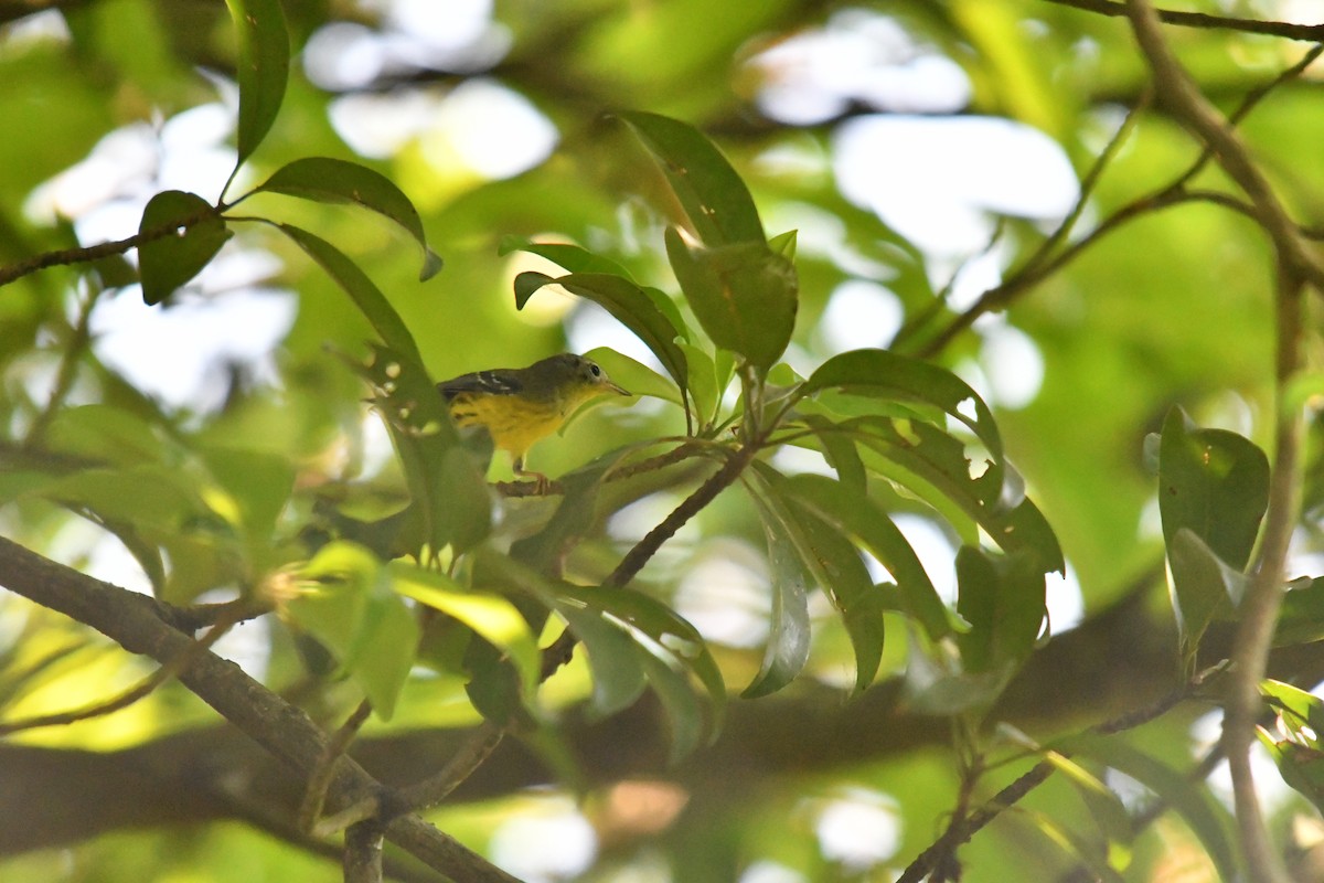 Magnolia Warbler - ML654538342