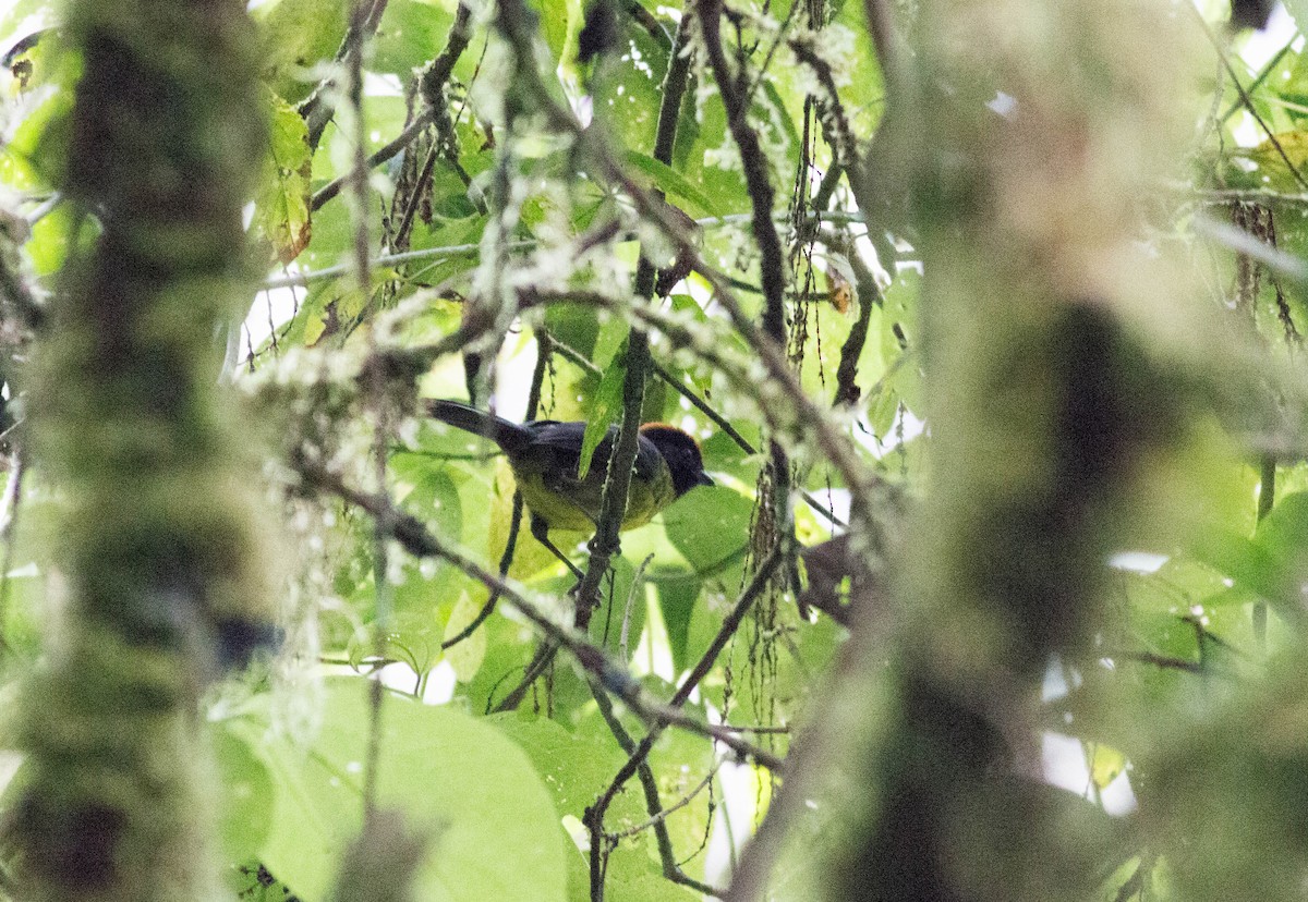 Black-faced Brushfinch - Paul Fenwick