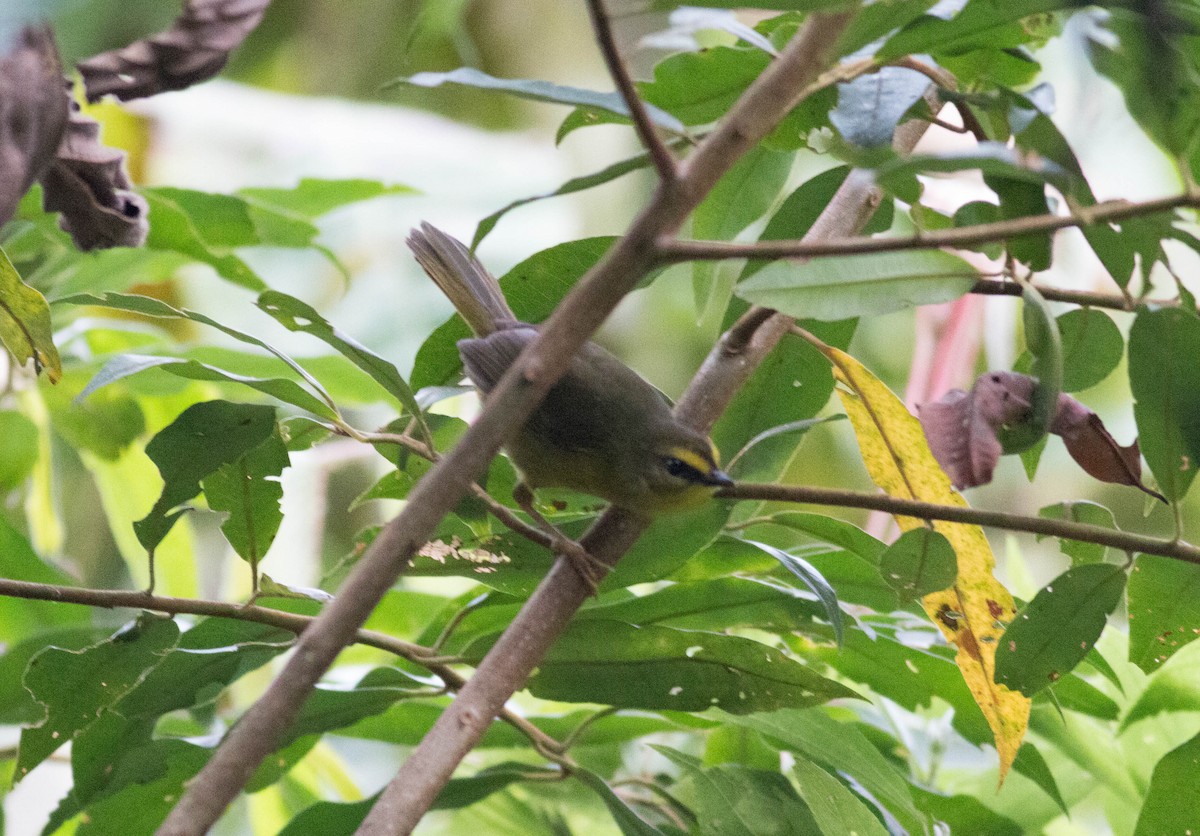 Pale-legged Warbler - ML65453961