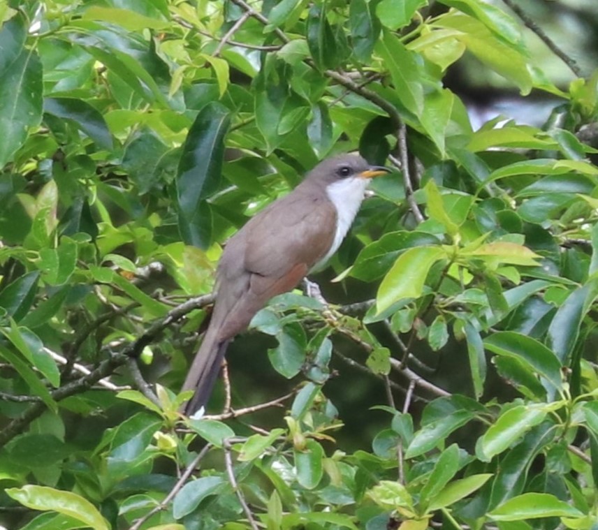 Yellow-billed Cuckoo - ML654541043