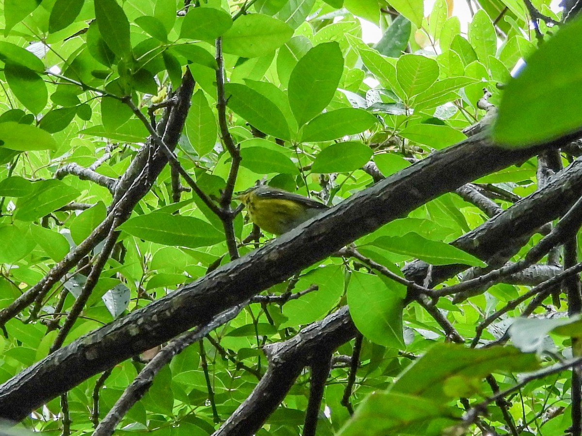 Magnolia Warbler - ML654541259