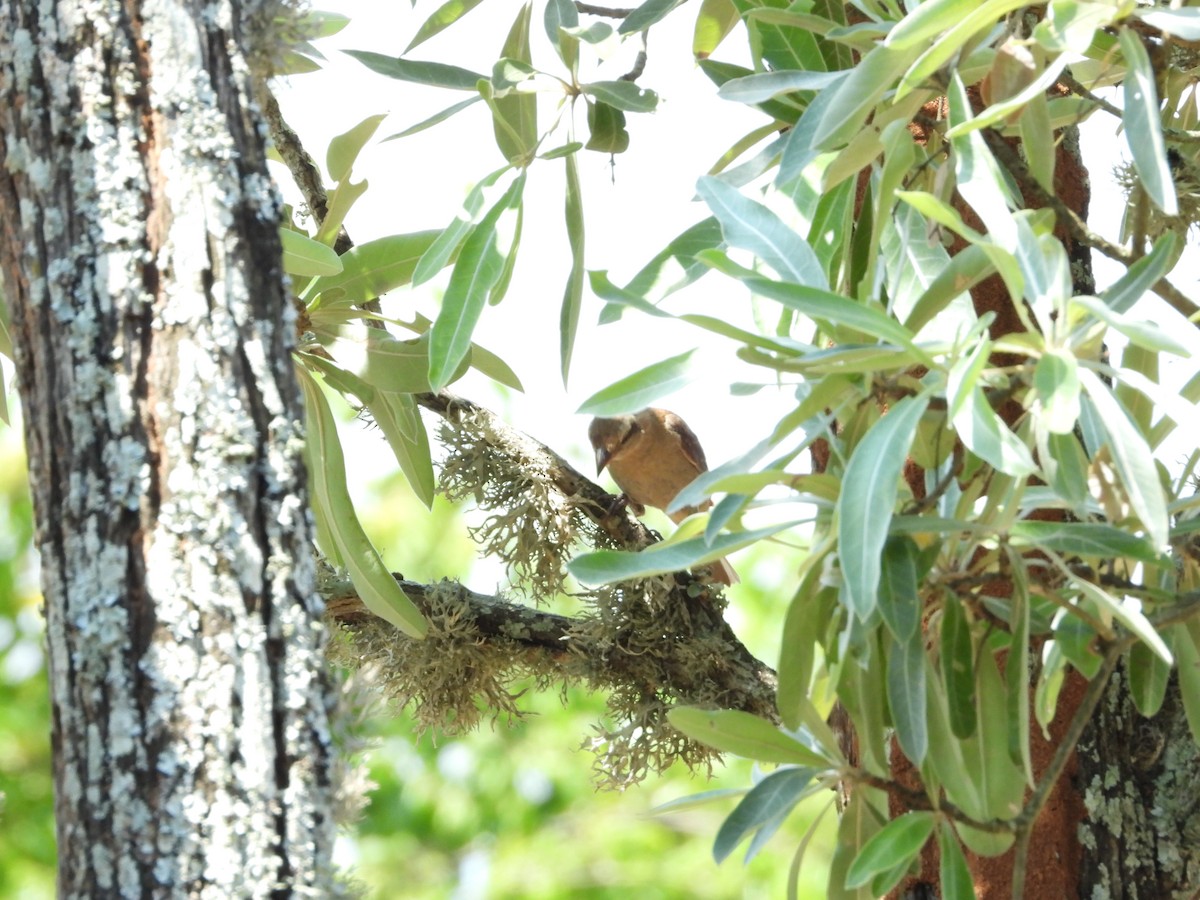 Moineau bridé - ML654543146