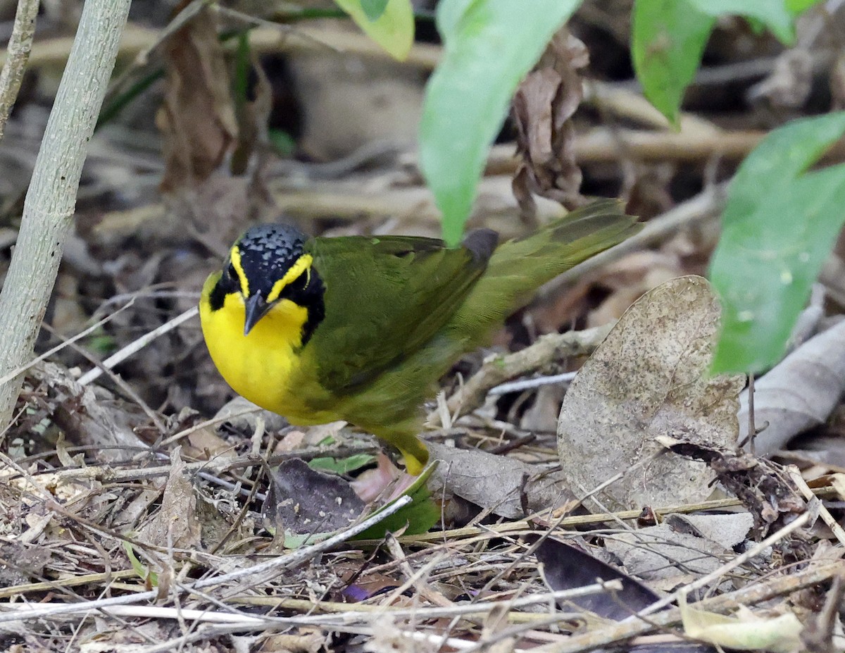 kentuckyparula - ML654543377