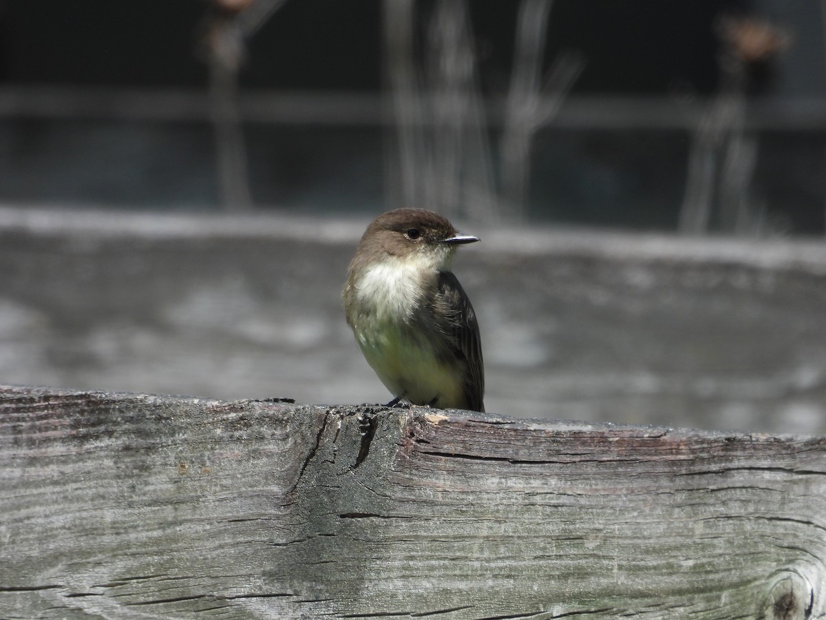 Eastern Phoebe - ML654543542