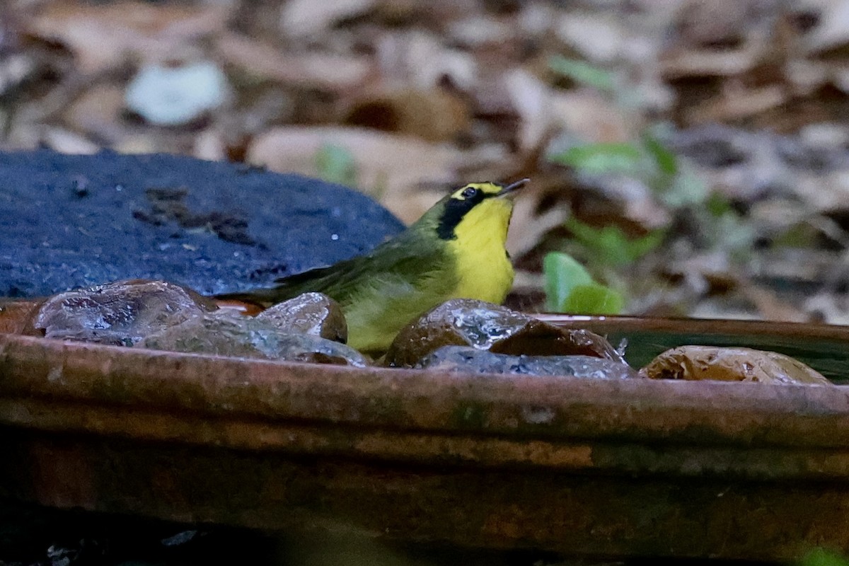 kentuckyparula - ML654544174