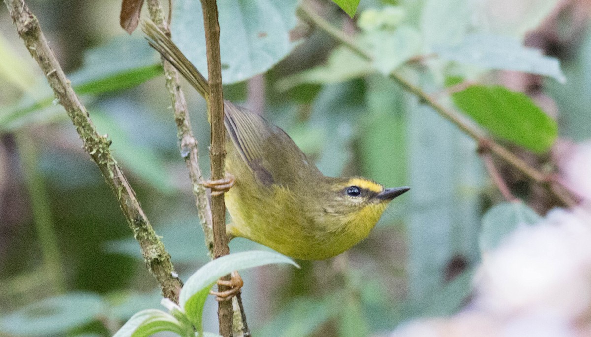 Pale-legged Warbler - ML65454501