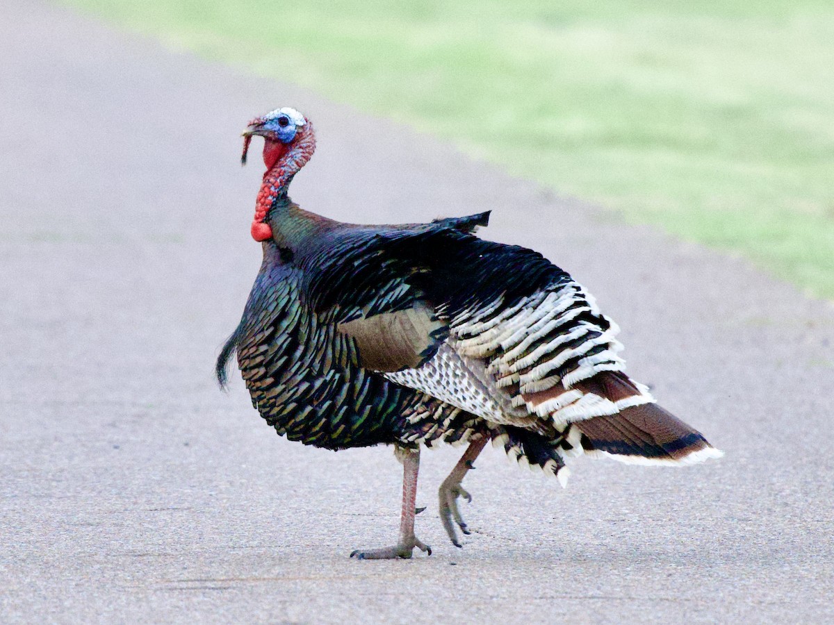 Truthuhn - ML654545239