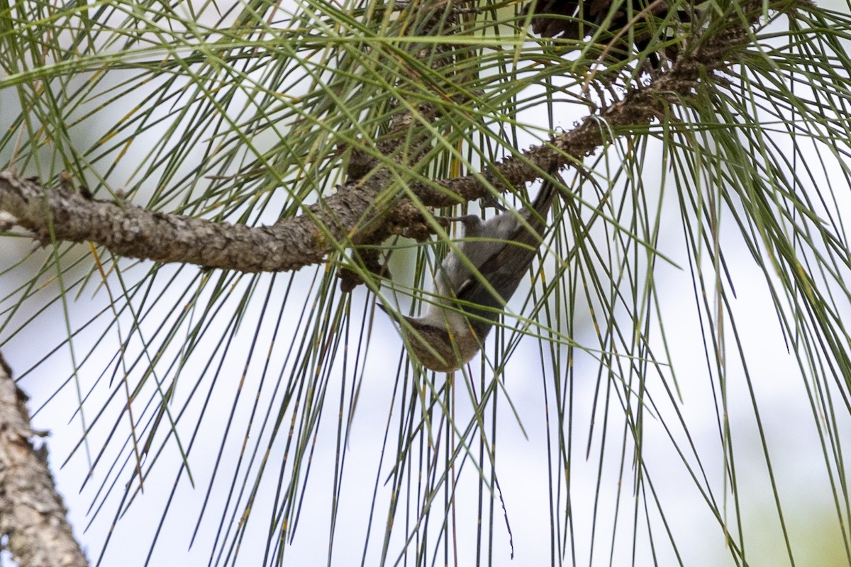 Brown-headed Nuthatch - ML654545543