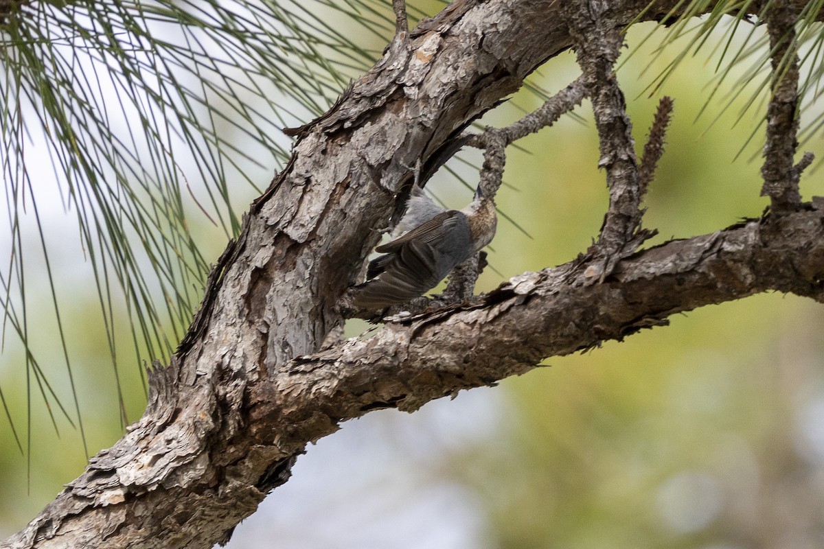 Brown-headed Nuthatch - ML654545546
