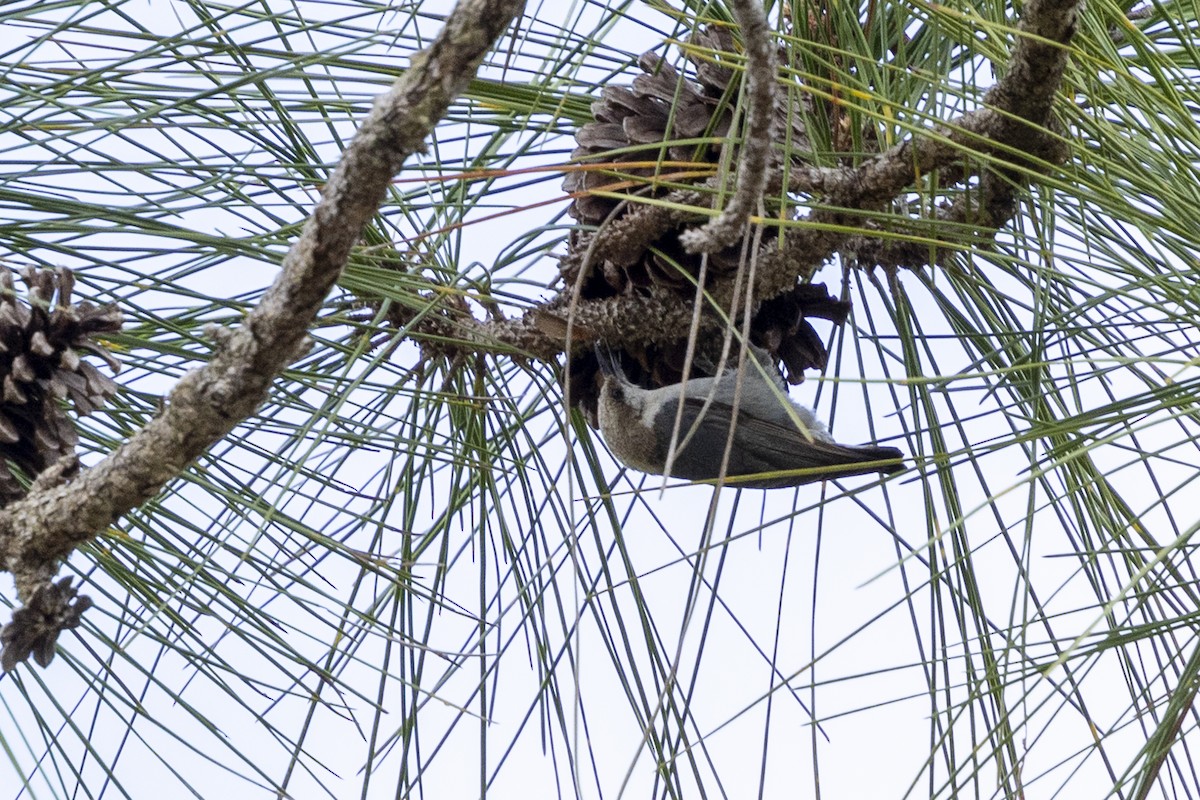 Brown-headed Nuthatch - ML654545548