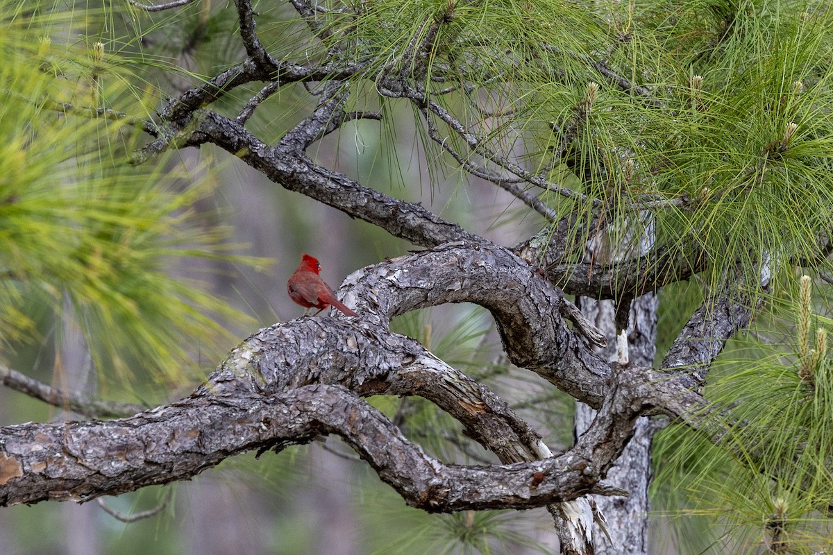 Northern Cardinal - ML654545562