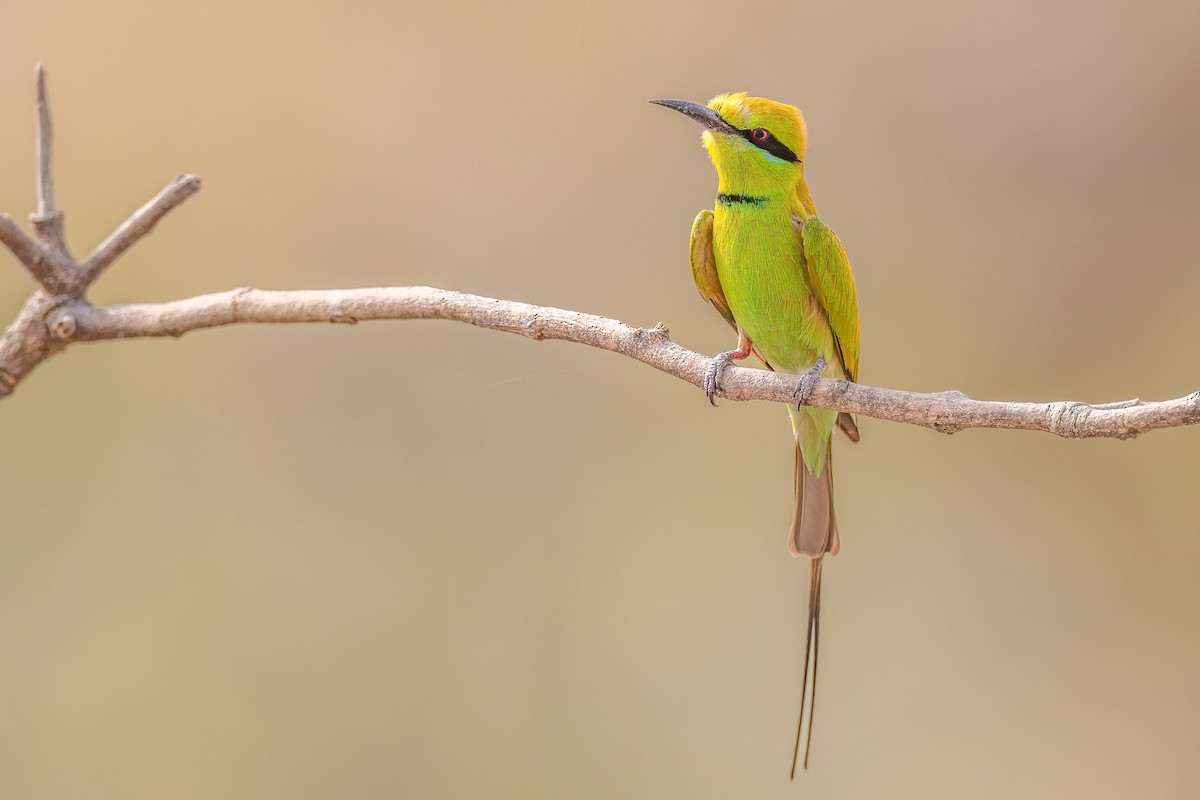 African Green Bee-eater - ML654546915