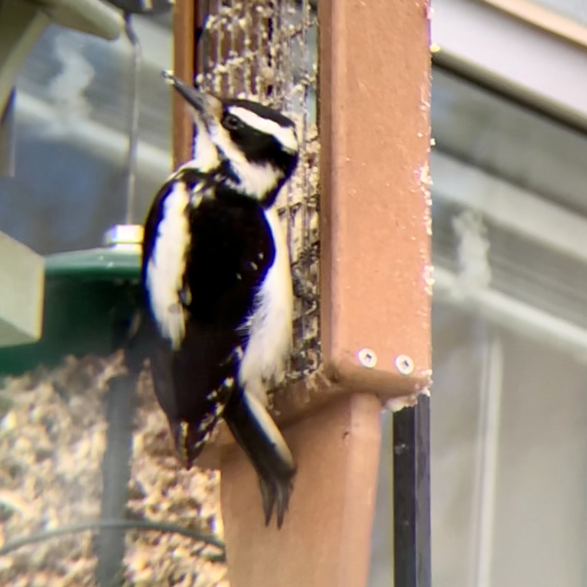 Hairy Woodpecker - Leuconotopicus villosus - Media Search - Macaulay ...