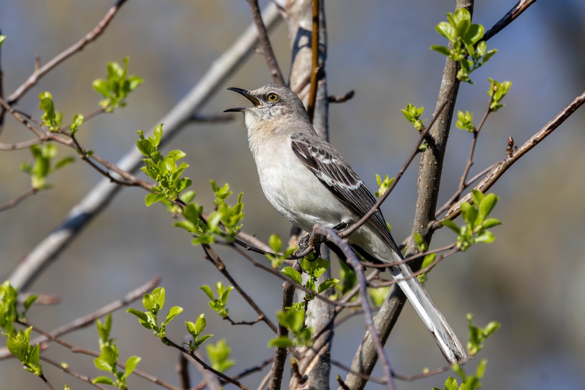 ML654548512 - Northern Mockingbird - Macaulay Library