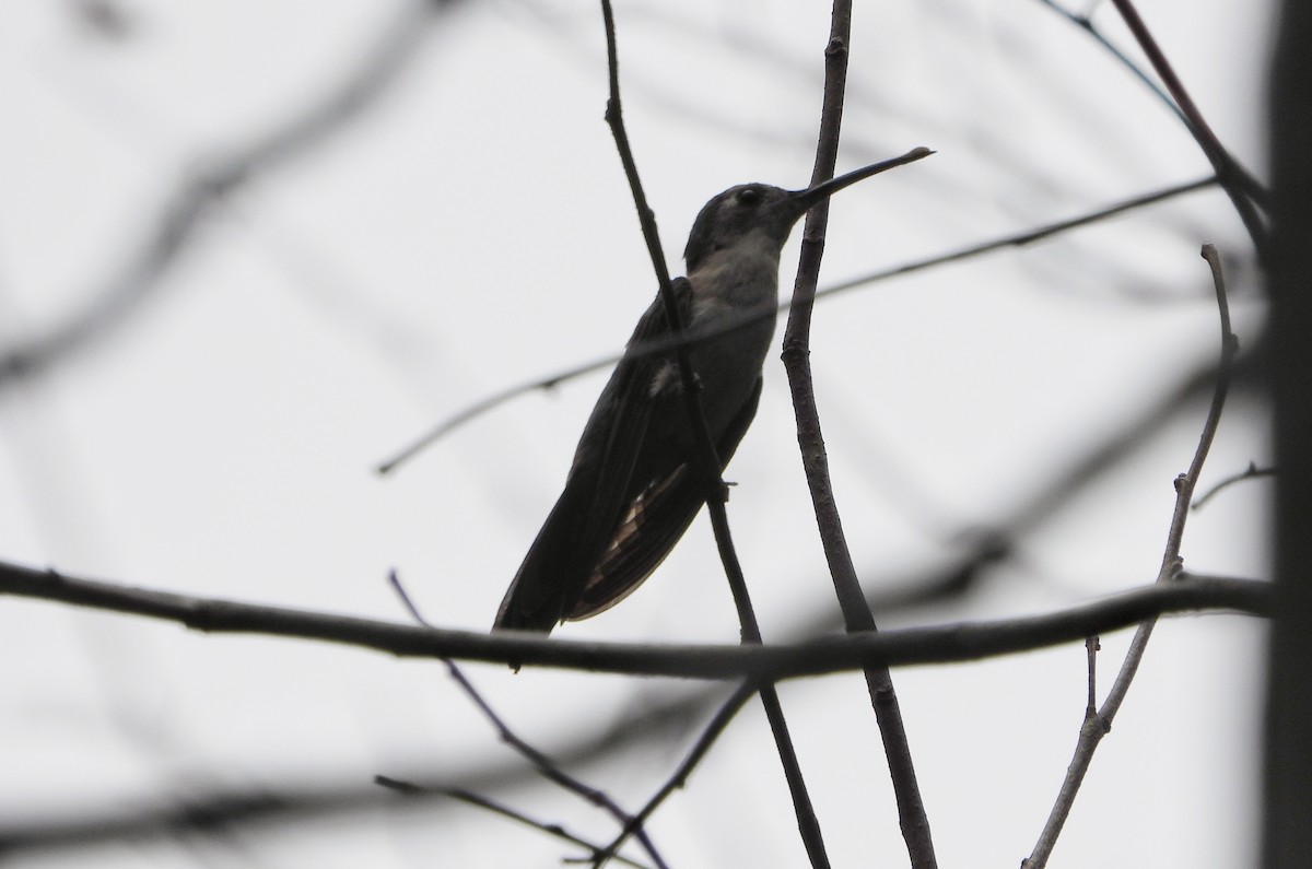 Wedge-tailed Sabrewing - ML654548860
