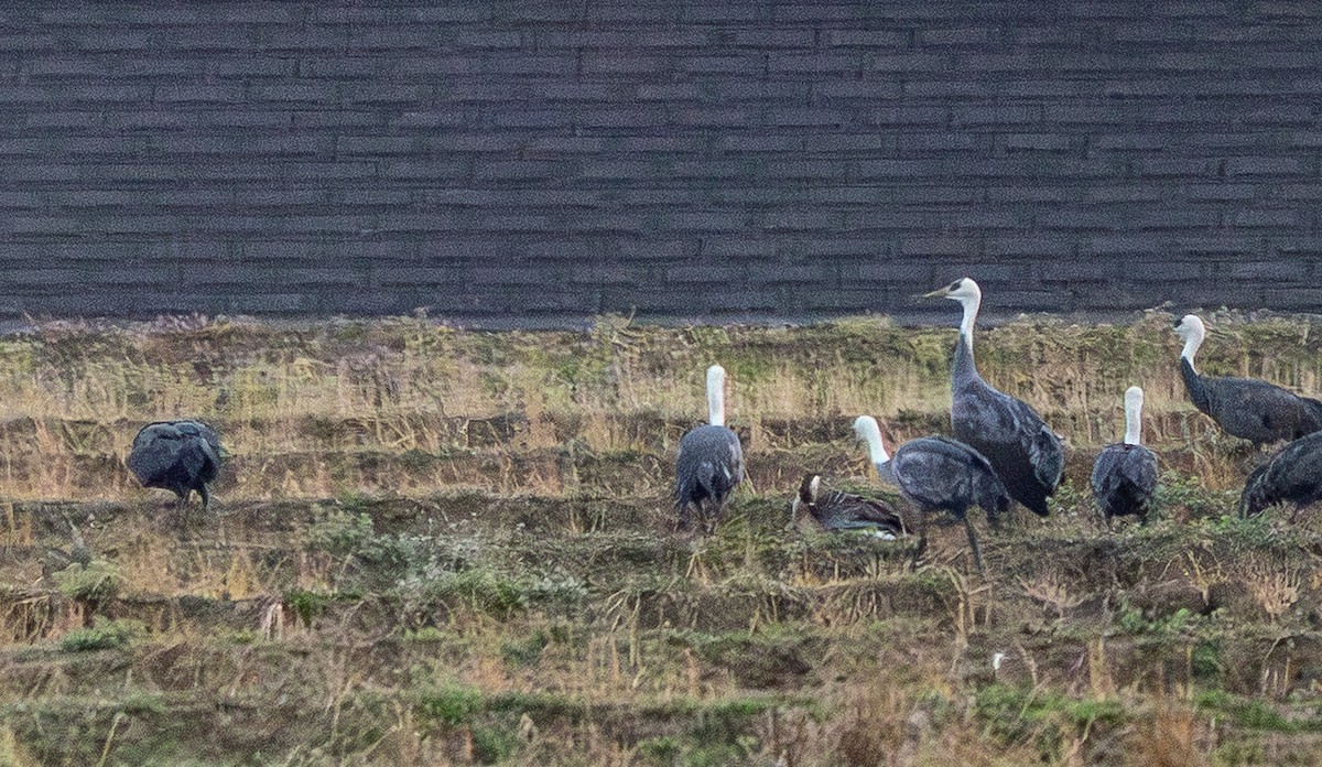 Ánsar Cisnal - ML654549460